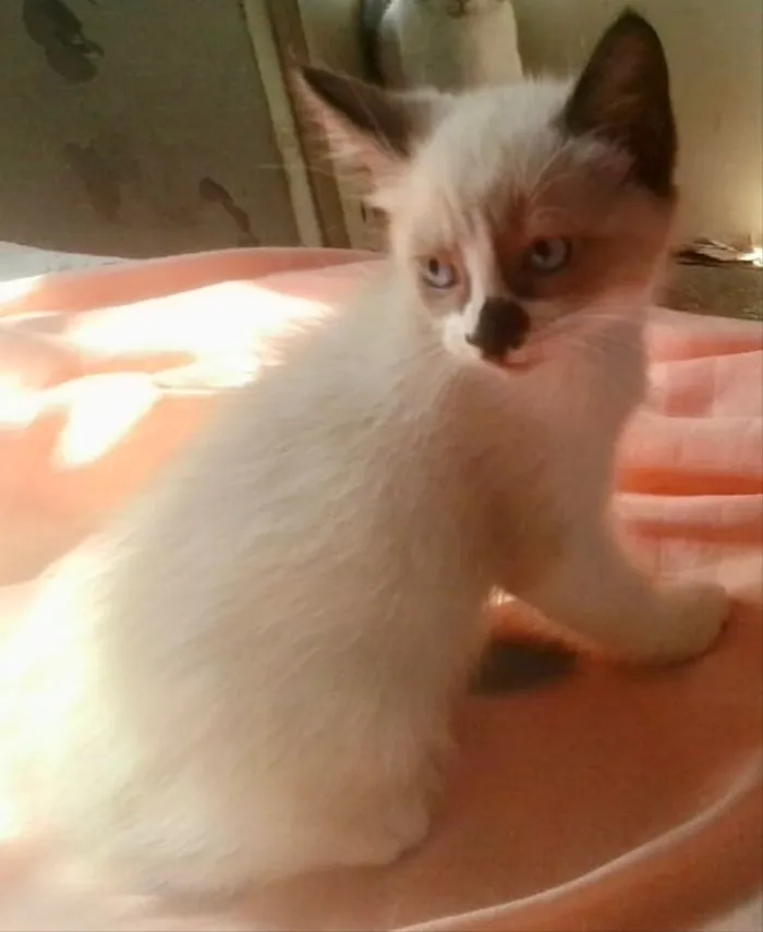 Gato ra a Siamês mix  idade Abaixo de 2 meses nome Pedro