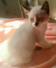 Pedro