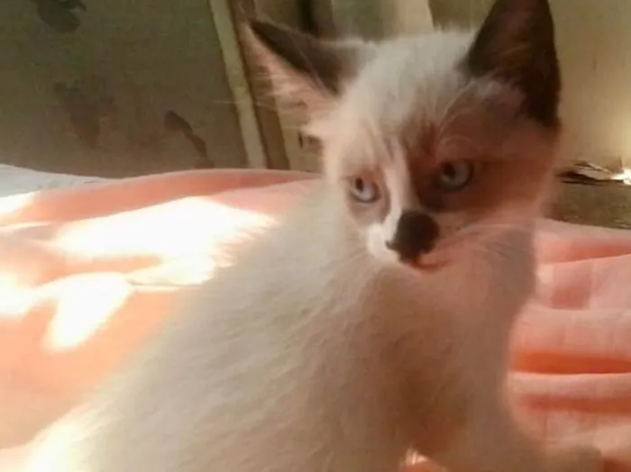 Gato ra a Siamês mix  idade Abaixo de 2 meses nome Pedro