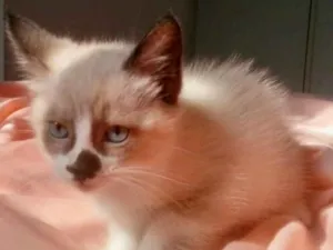 Gato raça Siamês mix  idade Abaixo de 2 meses nome Pedro