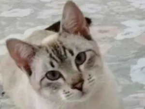 Gato raça Siamês mix  idade 7 a 11 meses nome Zeus