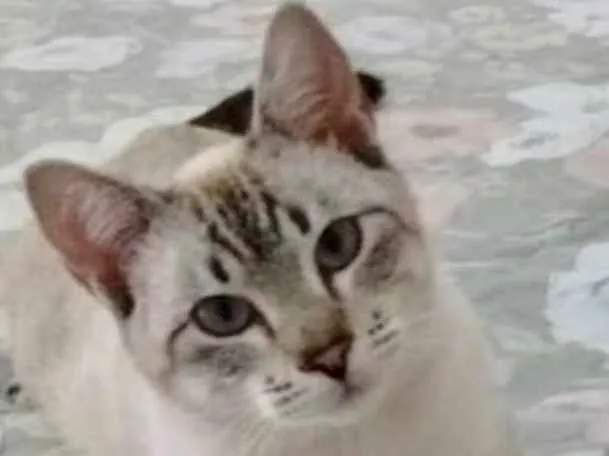 Gato ra a Siamês mix  idade 7 a 11 meses nome Zeus