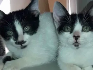 Gato raça Frajola  idade 2 a 6 meses nome Bob