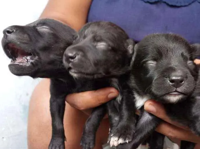 Cachorro ra a Vira lata idade Abaixo de 2 meses nome Estrela