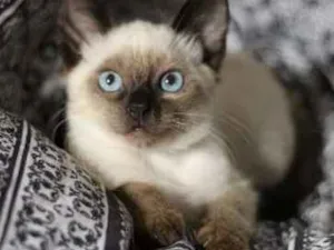 Gato raça SRD idade 2 a 6 meses nome Lili e Vênus
