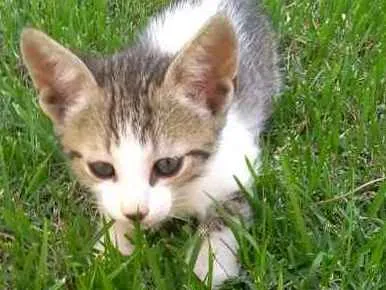 Gato ra a Mestiço idade Abaixo de 2 meses nome Billy e Miúda