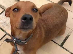 Cachorro raça Vira lata idade 7 a 11 meses nome Lua