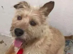 Cachorro raça Sem raça definida  idade 5 anos nome Tobby