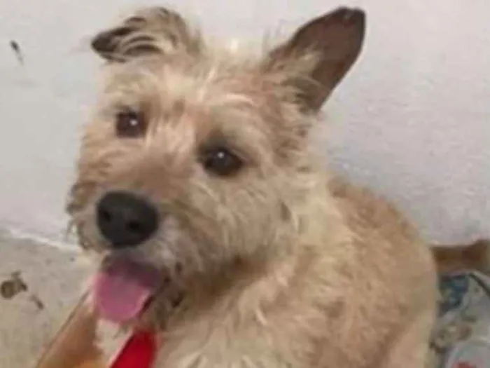 Cachorro ra a Sem raça definida  idade 5 anos nome Tobby