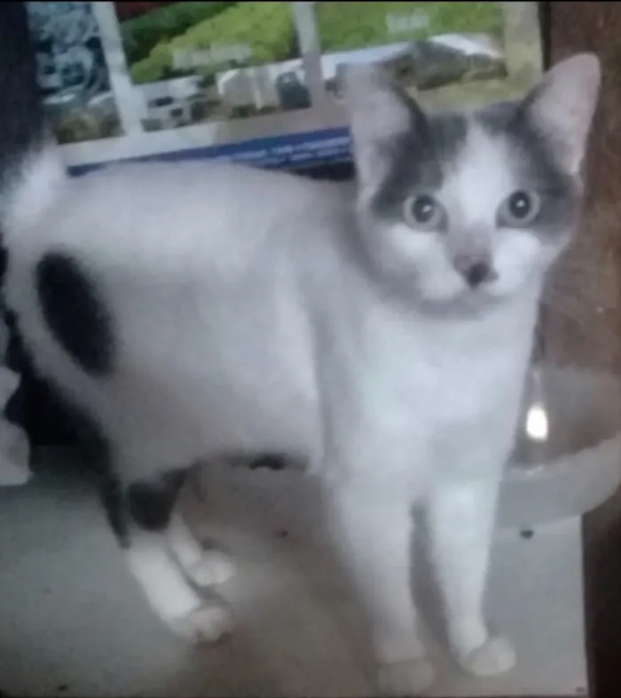 Gato ra a Lindinho srd idade 1 ano nome Branquinho 