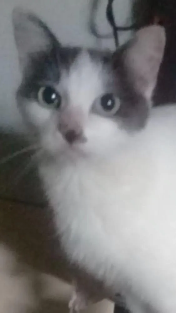 Gato ra a Lindinho srd idade 1 ano nome Branquinho 