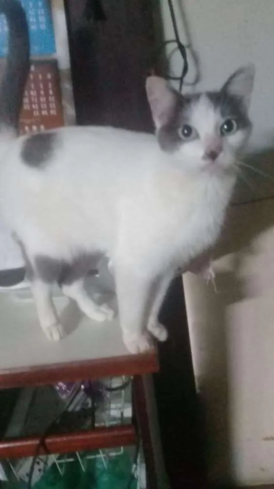 Gato ra a Lindinho srd idade 1 ano nome Branquinho 