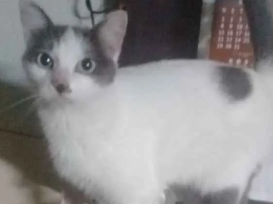 Gato ra a Lindinho srd idade 1 ano nome Branquinho 