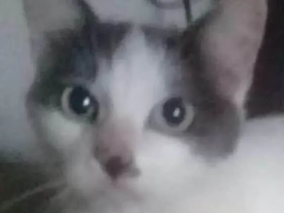 Gato ra a Lindinho srd idade 1 ano nome Branquinho 