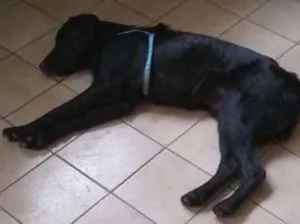 Cachorro raça SRD idade 1 ano nome Sem nome