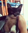 Gugu