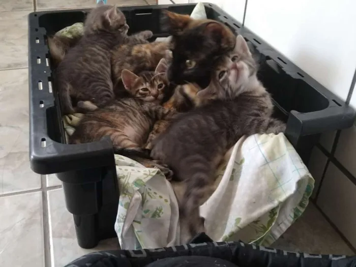 Gato raça Não definida idade Abaixo de 2 meses nome Tom, Jorge e Dora