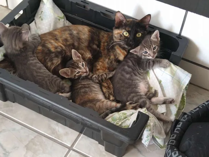 Gato raça Não definida idade Abaixo de 2 meses nome Tom, Jorge e Dora