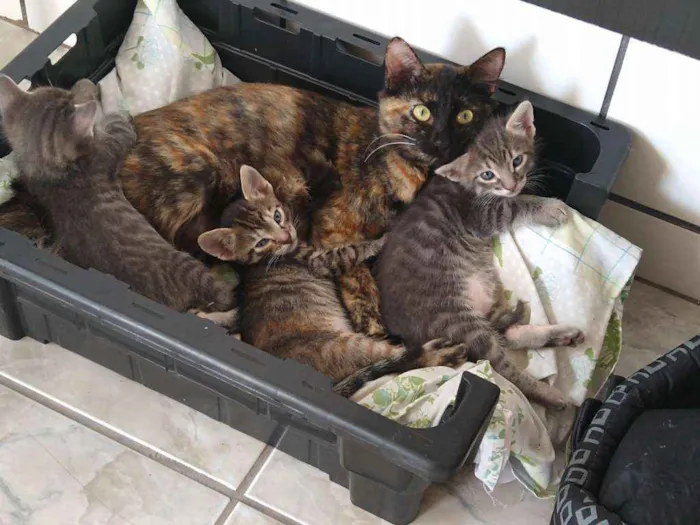 Gato raça Não definida idade Abaixo de 2 meses nome Tom, Jorge e Dora