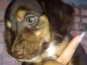 Cachorro raça Salsicha com viralata idade 2 a 6 meses nome Safira