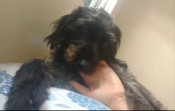 Cachorro ra a SRD idade 1 ano nome Neguinha 