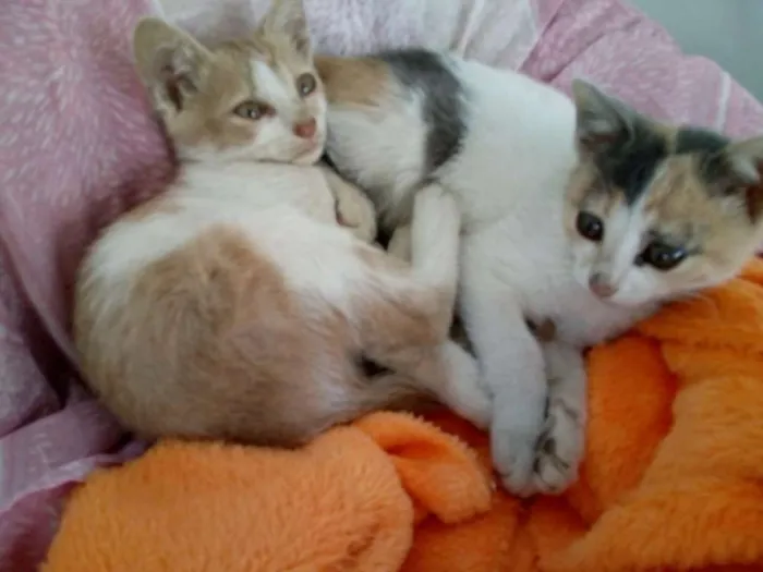 Gato ra a SRD idade 2 a 6 meses nome Leco e Rosinha
