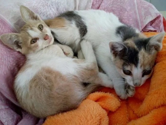 Gato ra a SRD idade 2 a 6 meses nome Leco e Rosinha