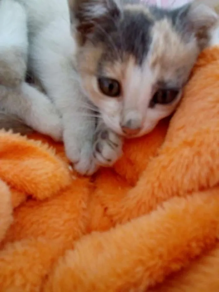 Gato ra a SRD idade 2 a 6 meses nome Leco e Rosinha