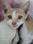 Leco e Rosinha