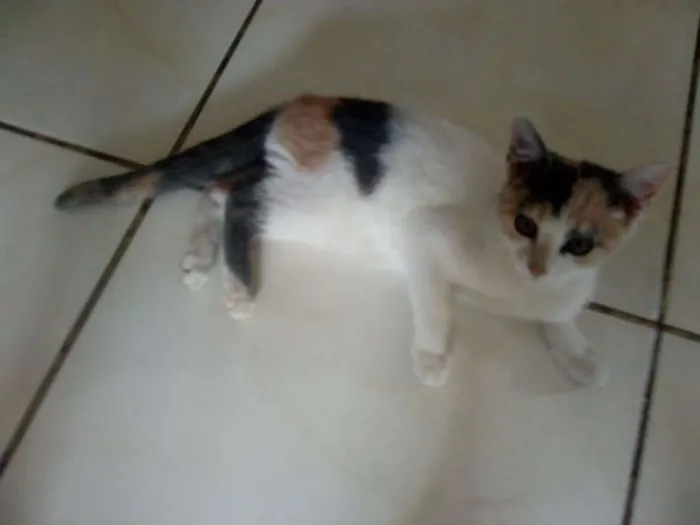 Gato ra a SRD idade 2 a 6 meses nome Leco e Rosinha