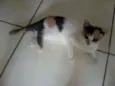 Leco e Rosinha