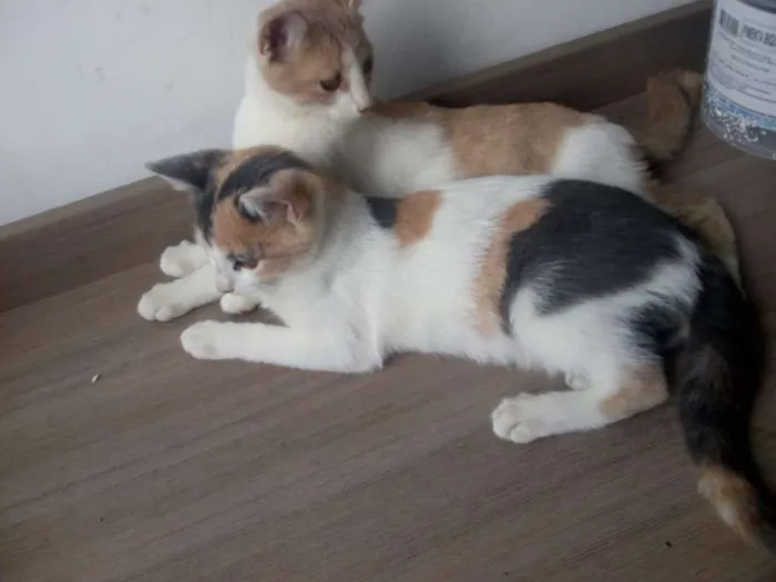 Gato ra a SRD idade 2 a 6 meses nome Leco e Rosinha
