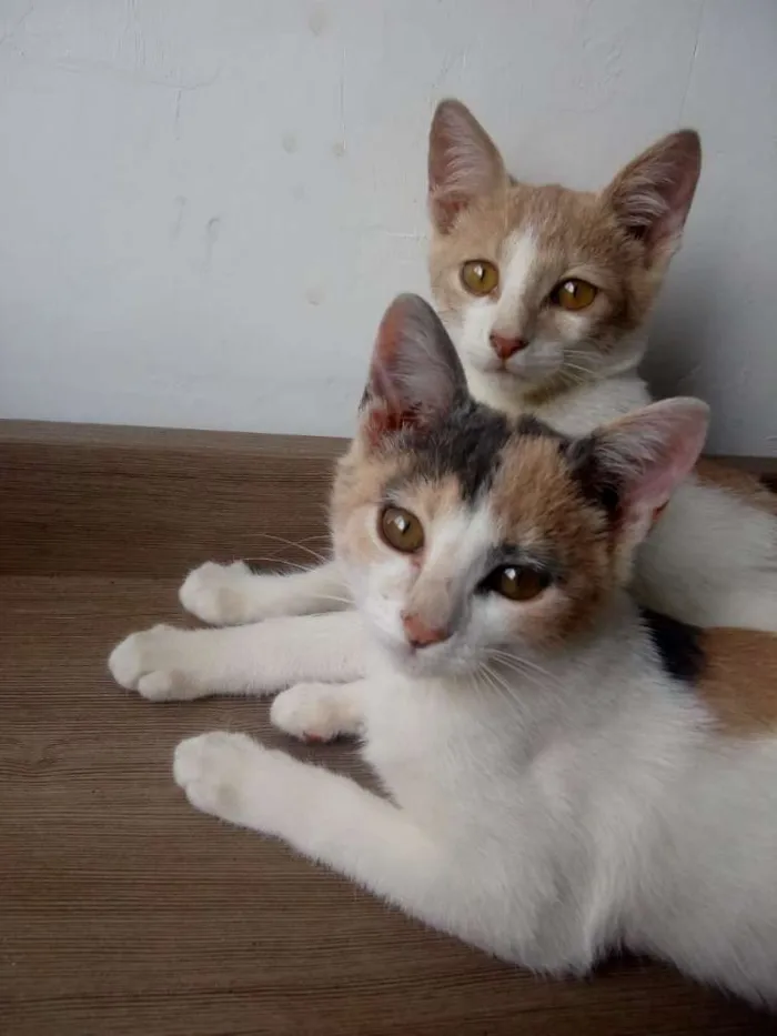 Gato ra a SRD idade 2 a 6 meses nome Leco e Rosinha