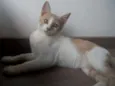 Leco e Rosinha
