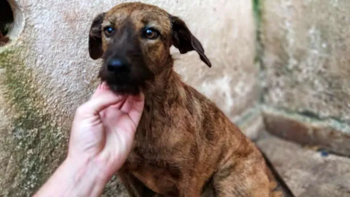 Cachorro ra a SRD idade 2 anos nome Maria Quitéria
