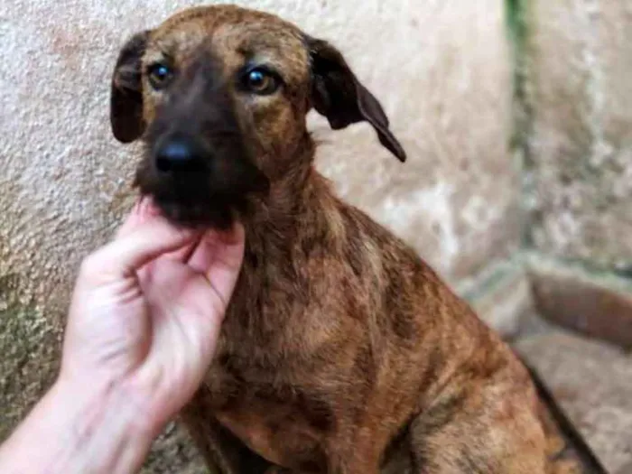 Cachorro ra a SRD idade 2 anos nome Maria Quitéria