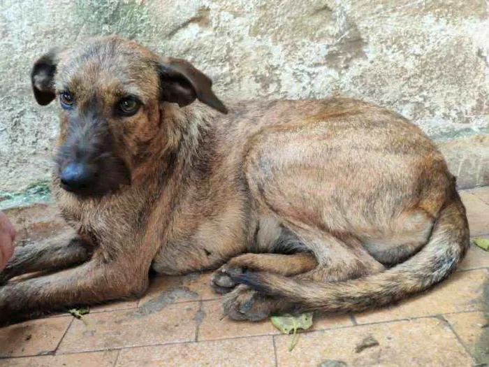 Cachorro ra a SRD idade 2 anos nome Maria Quitéria