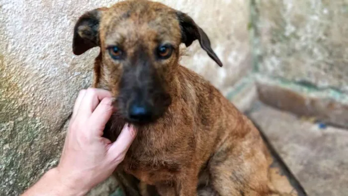 Cachorro ra a SRD idade 2 anos nome Maria Quitéria
