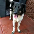 Júlia