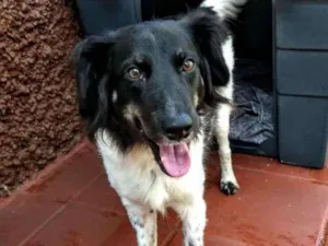 Cachorro raça SRD idade 2 anos nome Júlia