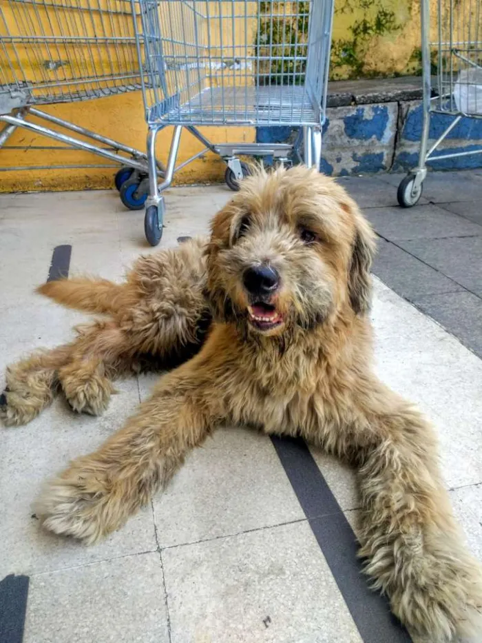 Cachorro ra a SRD idade 2 anos nome Sem nome