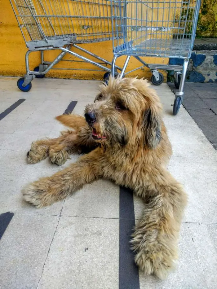 Cachorro ra a SRD idade 2 anos nome Sem nome
