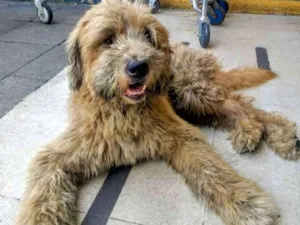 Cachorro raça SRD idade 2 anos nome Sem nome