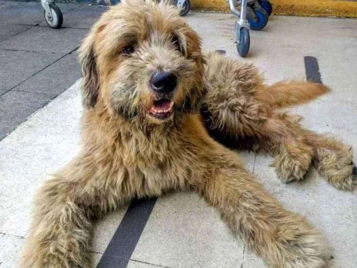 Cachorro ra a SRD idade 2 anos nome Sem nome