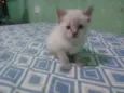 Pelúcia, neve