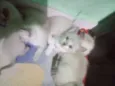 Pelúcia, neve