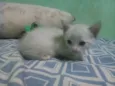 Pelúcia, neve