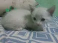 Pelúcia, neve