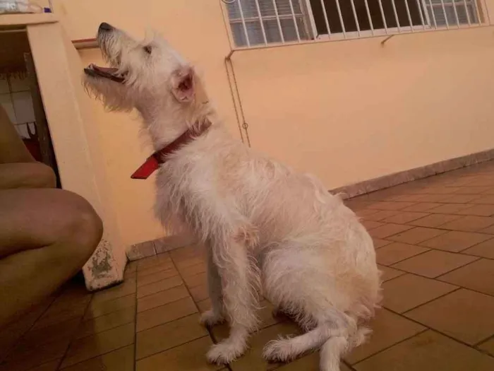 Cachorro ra a indefinida idade 3 anos nome amora