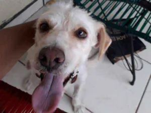 Cachorro raça indefinida idade 3 anos nome amora